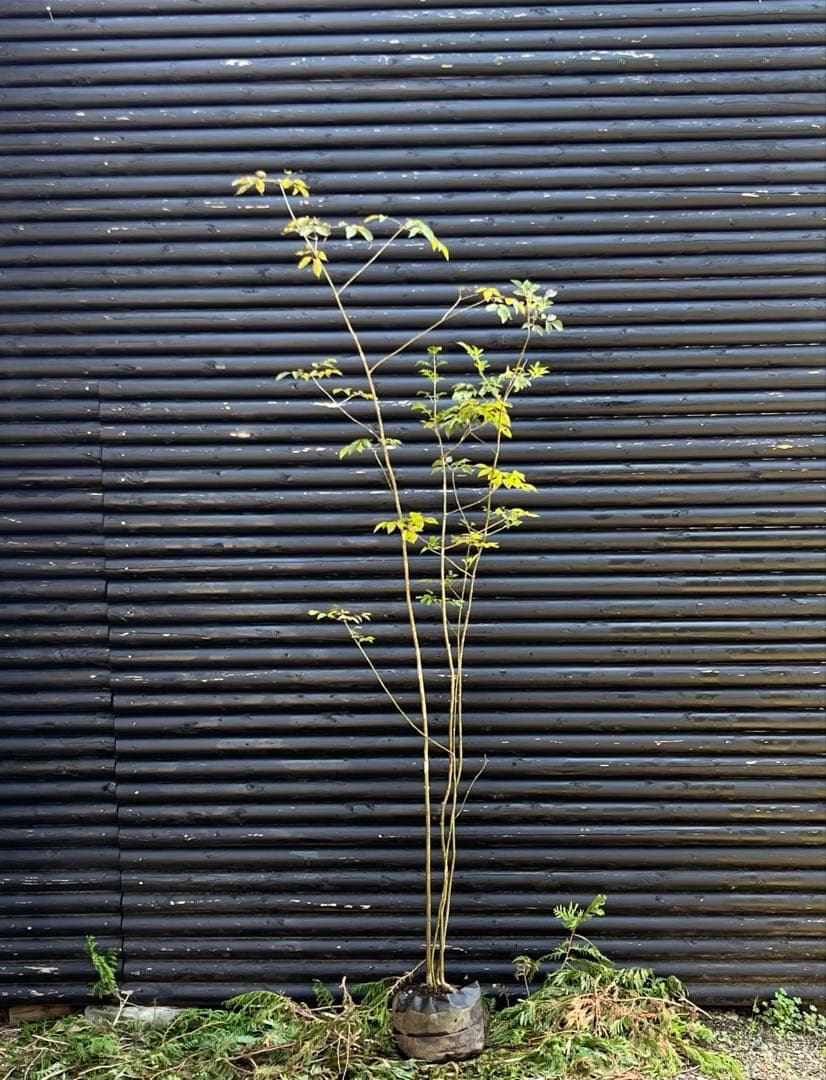 山採り天然　アオダモ　4本株立ち　91