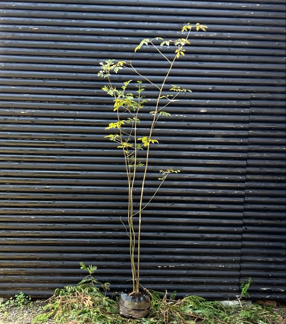 山採り天然　アオダモ　4本株立ち　91