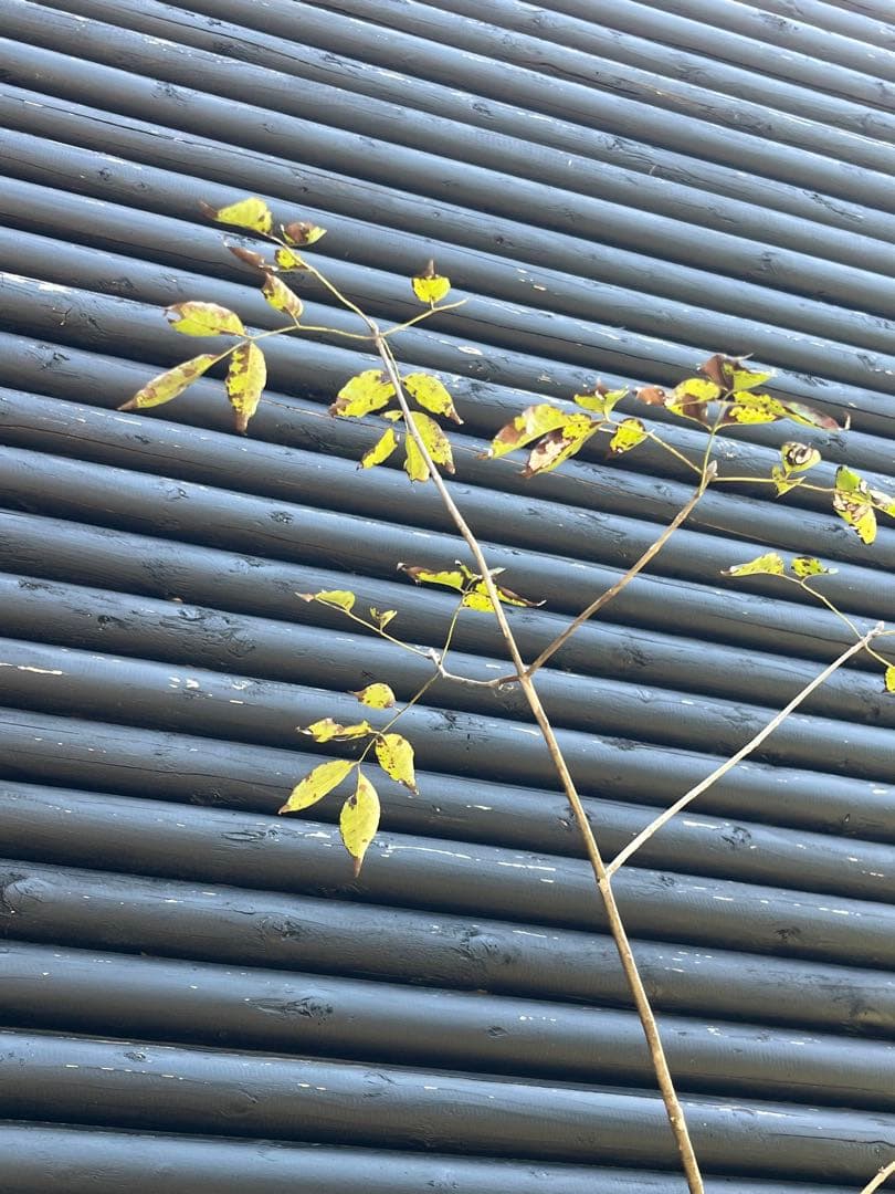 山採り天然　アオダモ　4本株立ち　91