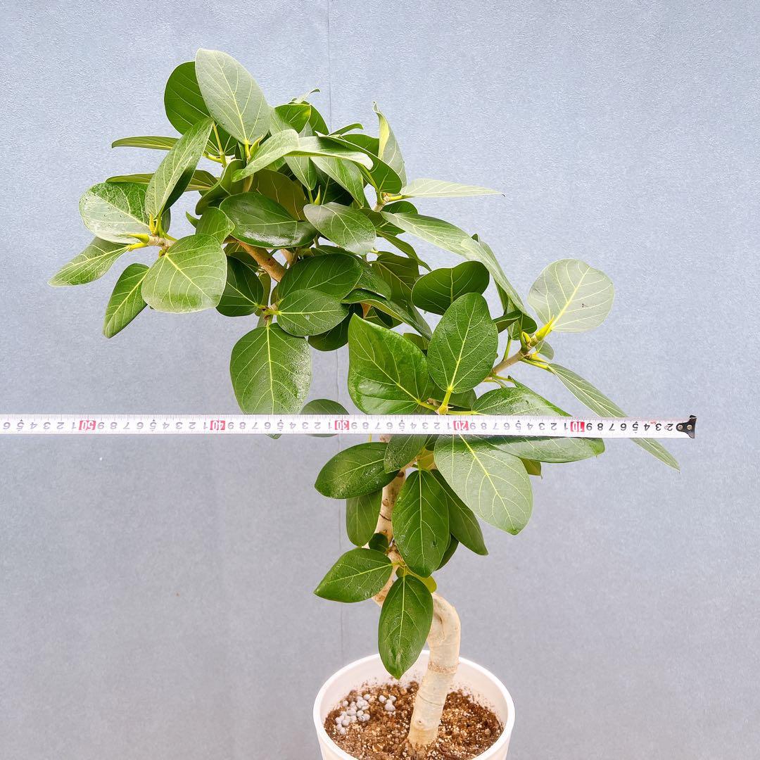 現品　フィカス　ゴムの木　ベンガレンシス　88番　曲り　インテリアグリーン　室内