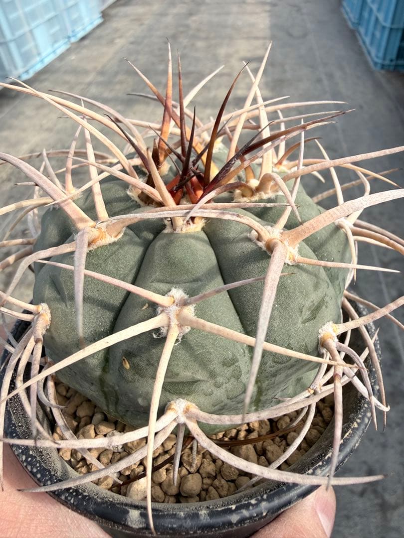 光琳玉　ギムノカリキウム　天平丸　魔天竜