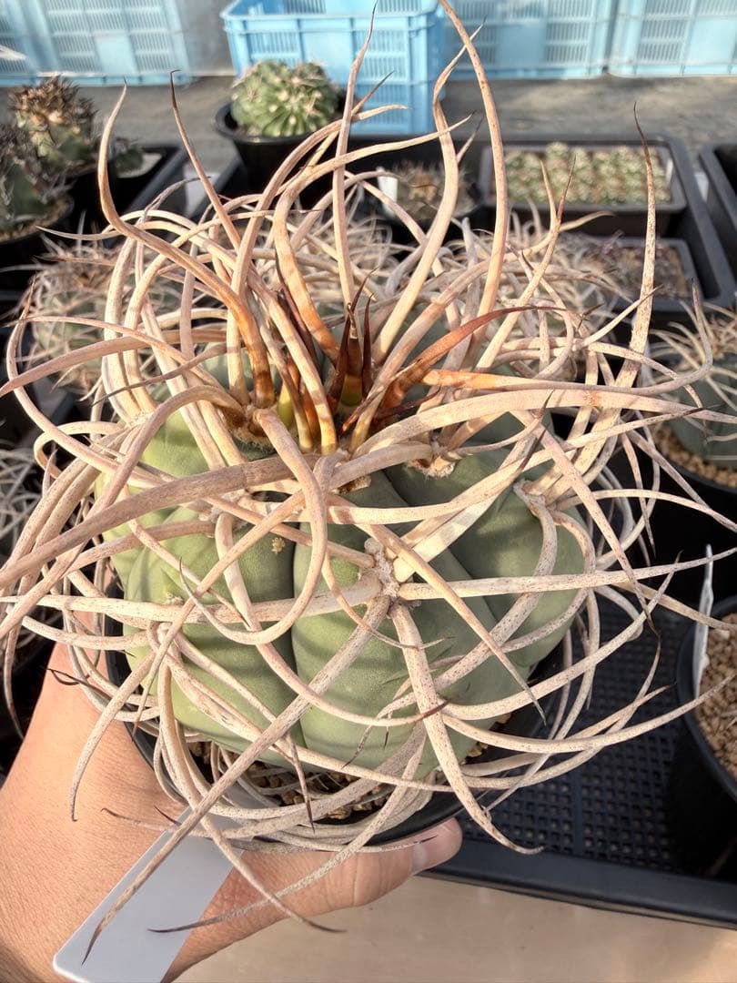 光琳玉　ギムノカリキウム　天平丸　魔天竜