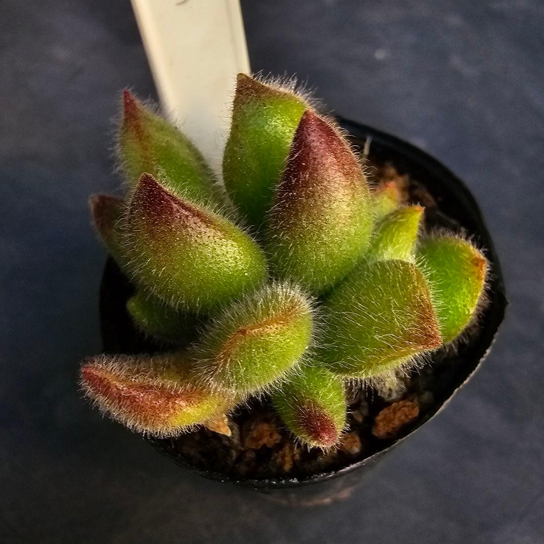 ロウルサンコさんラベル付き&メルカリ便発送☆コチレドン ポチ