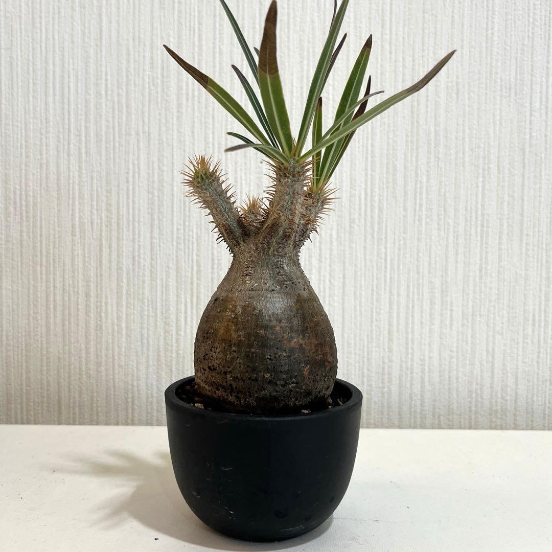 パキポディウムグラキリス現地球 発根済 塊根幅約5.5cm 現品鉢ごと発送