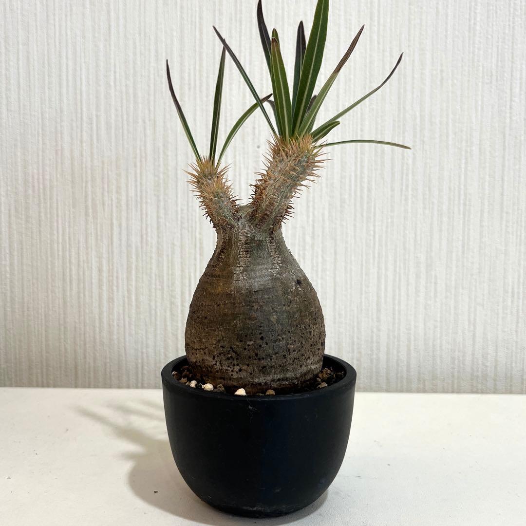 パキポディウムグラキリス現地球 発根済 塊根幅約5.5cm 現品鉢ごと発送