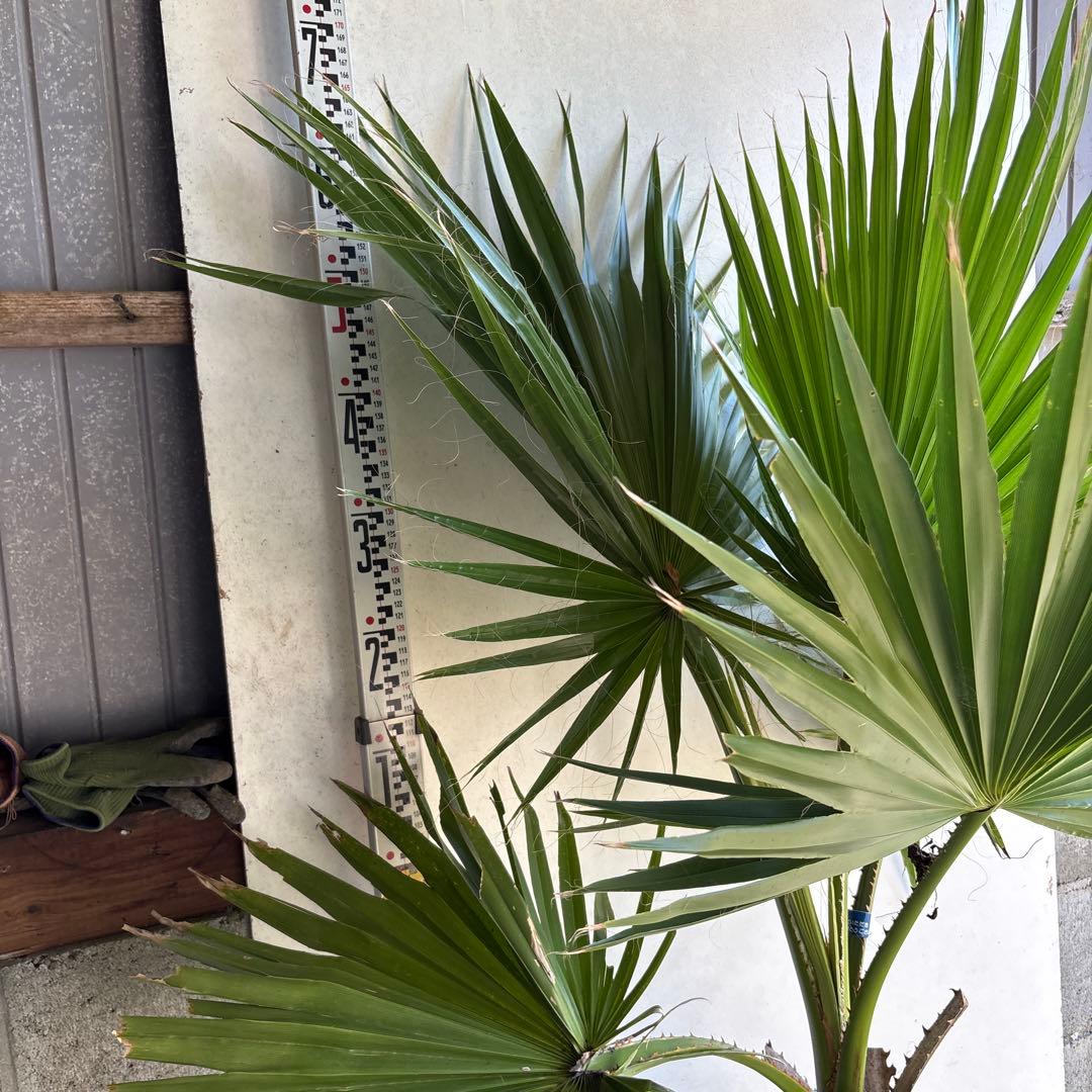 ワシントンヤシ