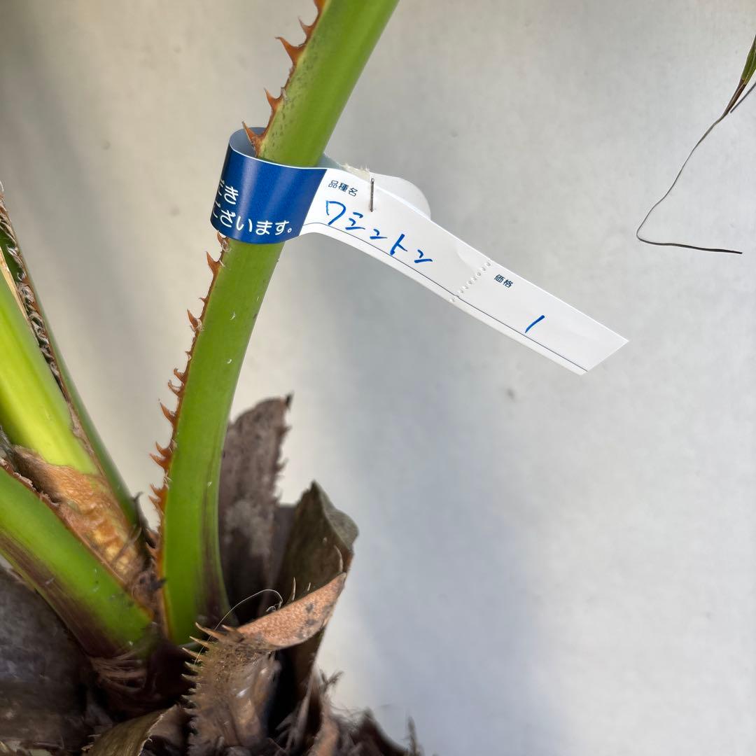 ワシントンヤシ