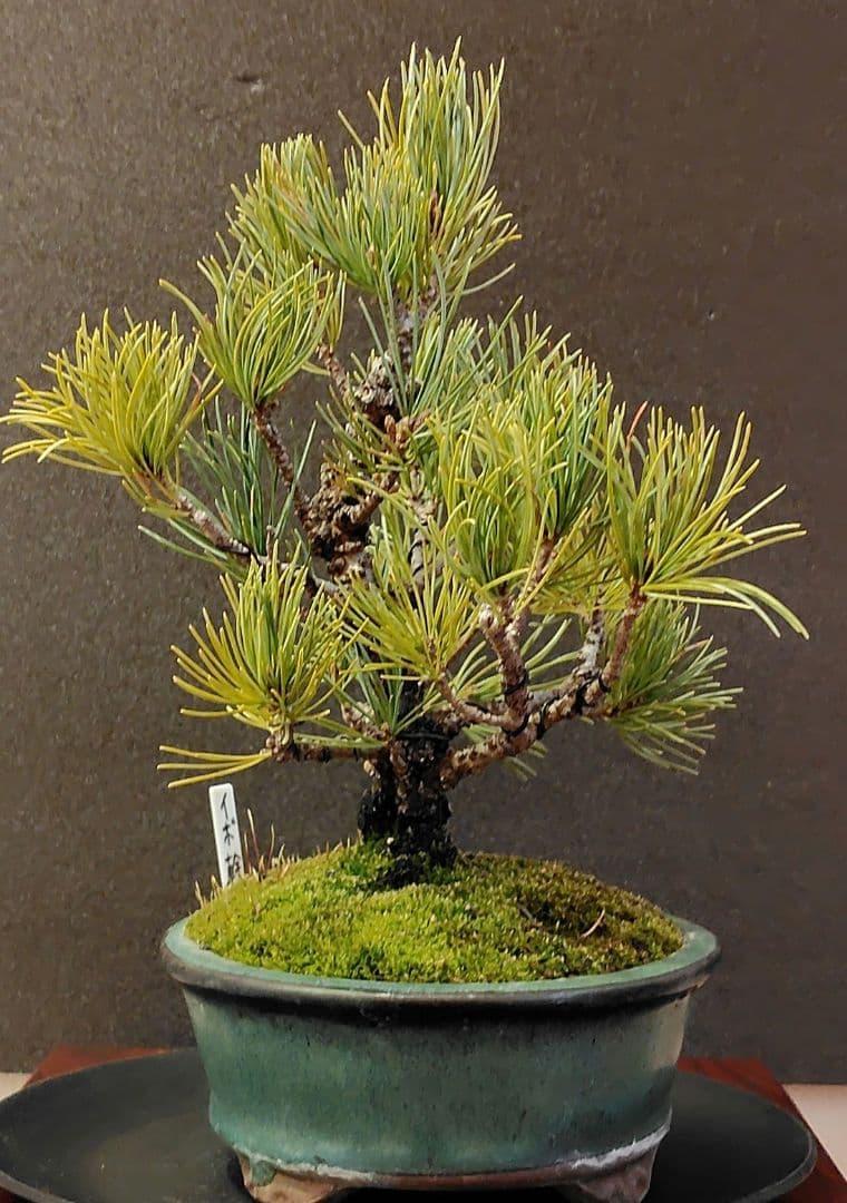 イボ幹五葉松盆栽！