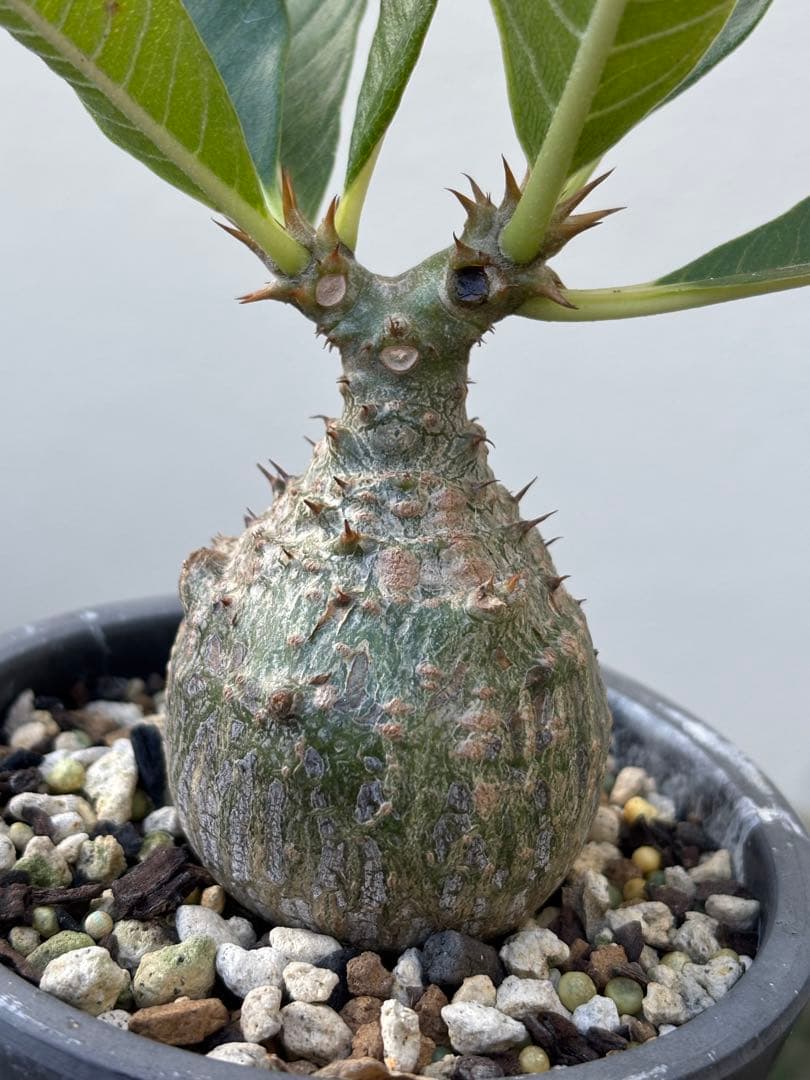 ウィンゾリー国内実生株