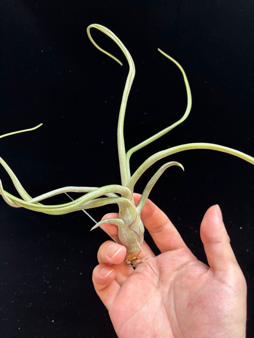 ブロメリア・エアープランツ Tillandsia 'Patricia McKeon from Domingo