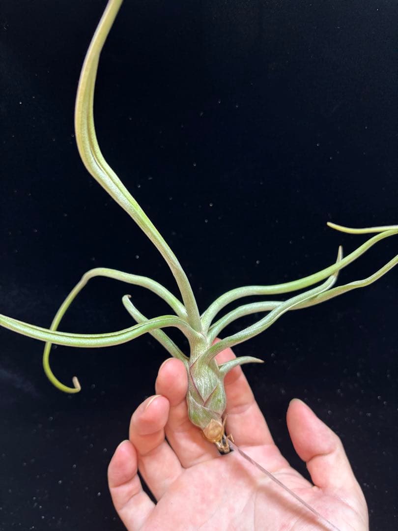 ブロメリア・エアープランツ Tillandsia 'Patricia McKeon from Domingo