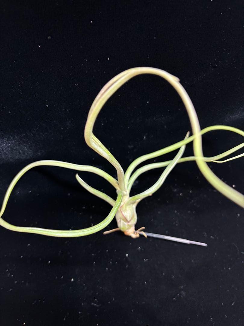 ブロメリア・エアープランツ Tillandsia 'Patricia McKeon from Domingo