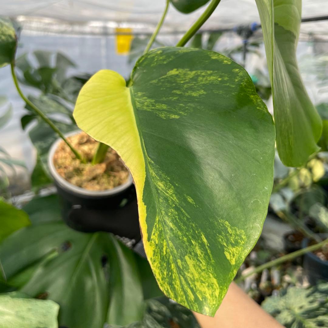 MG5 モンステラ　イエローマリリン　黄斑入り