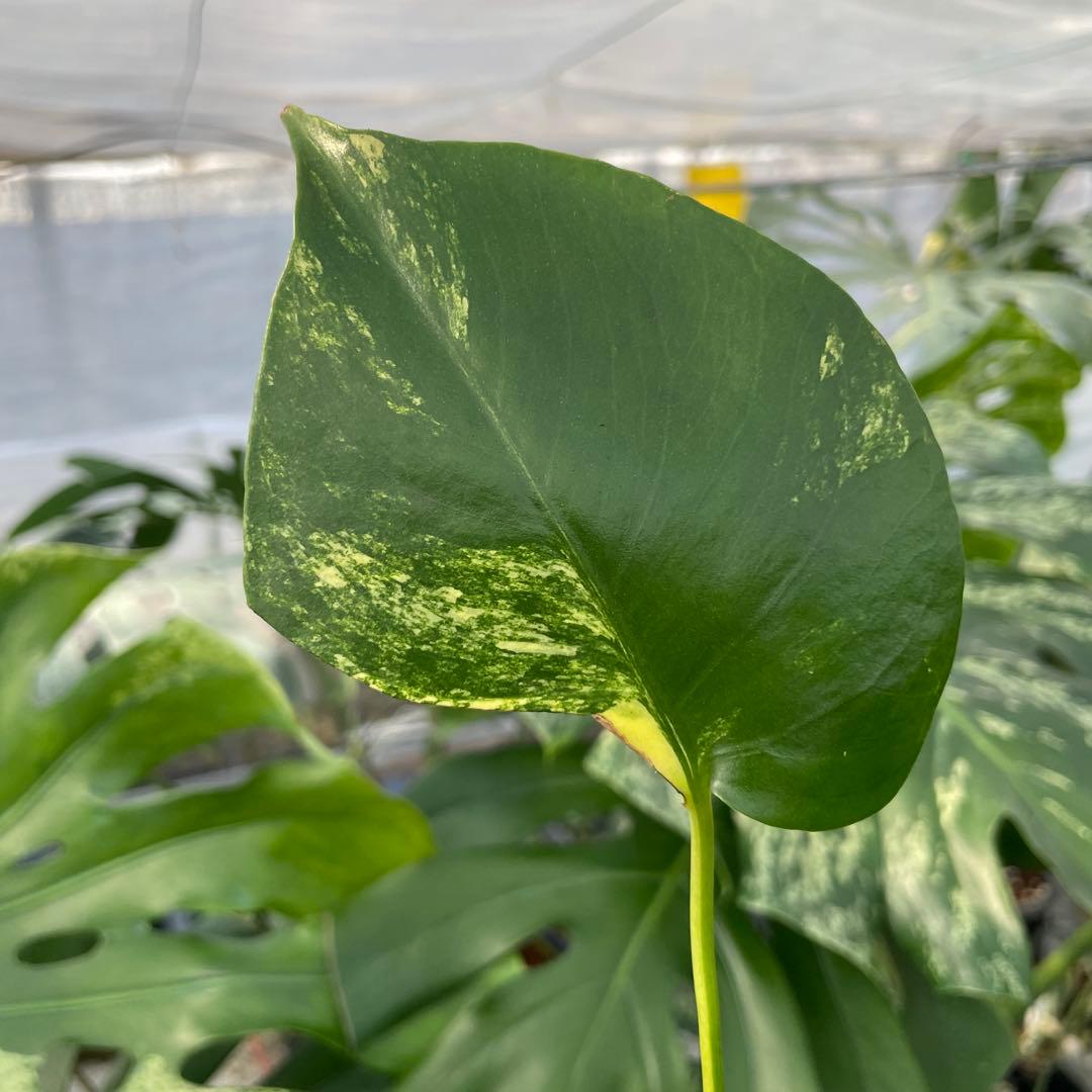 MG5 モンステラ　イエローマリリン　黄斑入り
