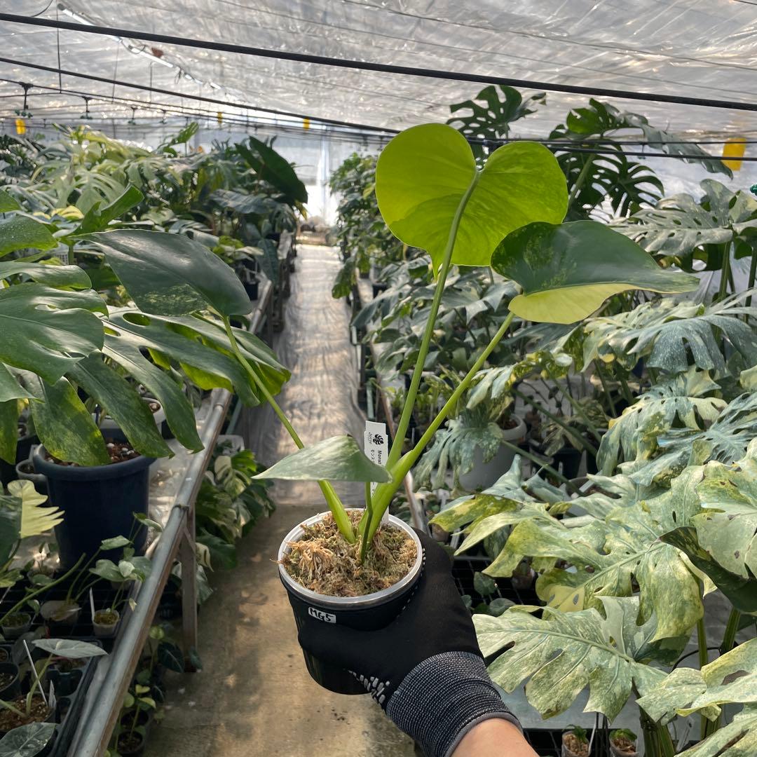 MG5 モンステラ　イエローマリリン　黄斑入り