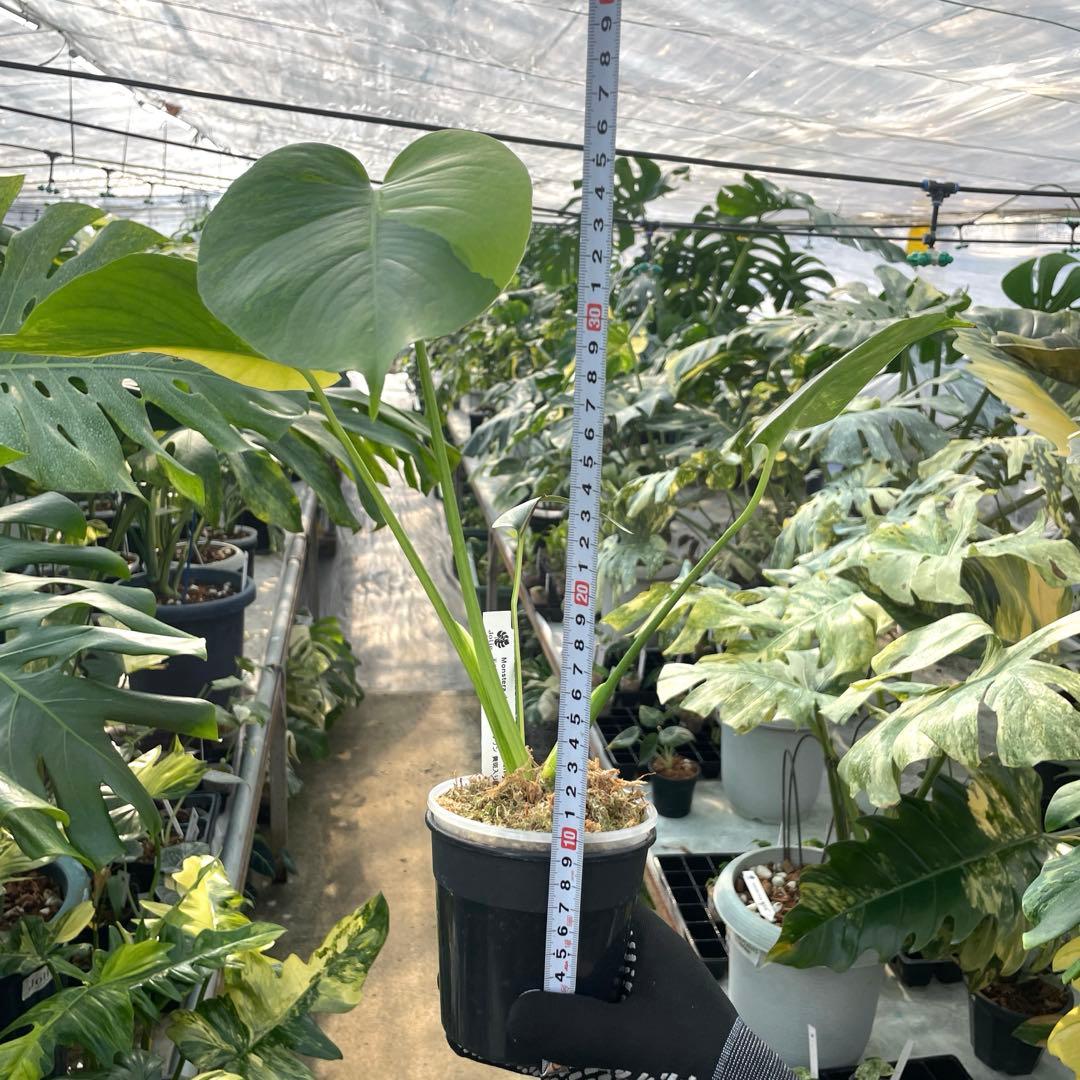 MG5 モンステラ　イエローマリリン　黄斑入り