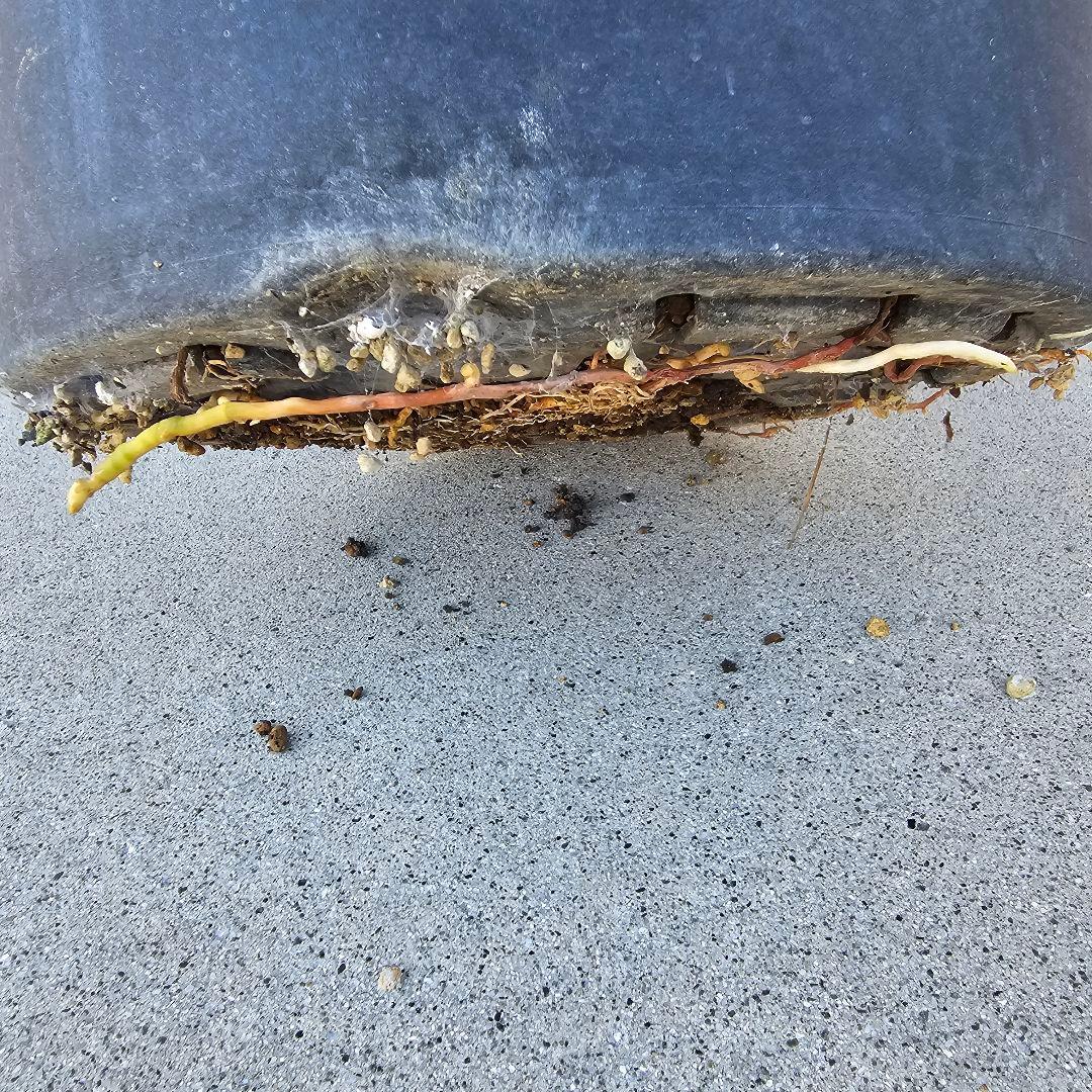 アガベ　クイックシルバー　子株10株前後まとめ売り