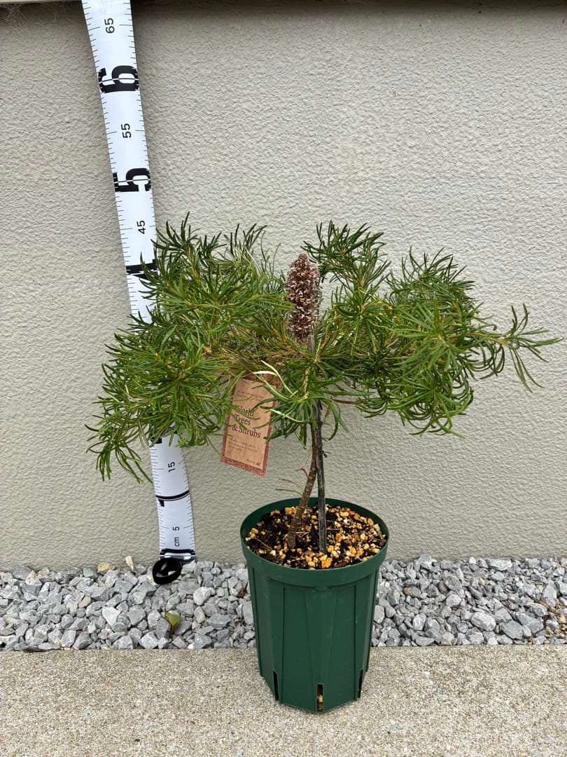 ★超希少★バンクシア バースデーキャンドル