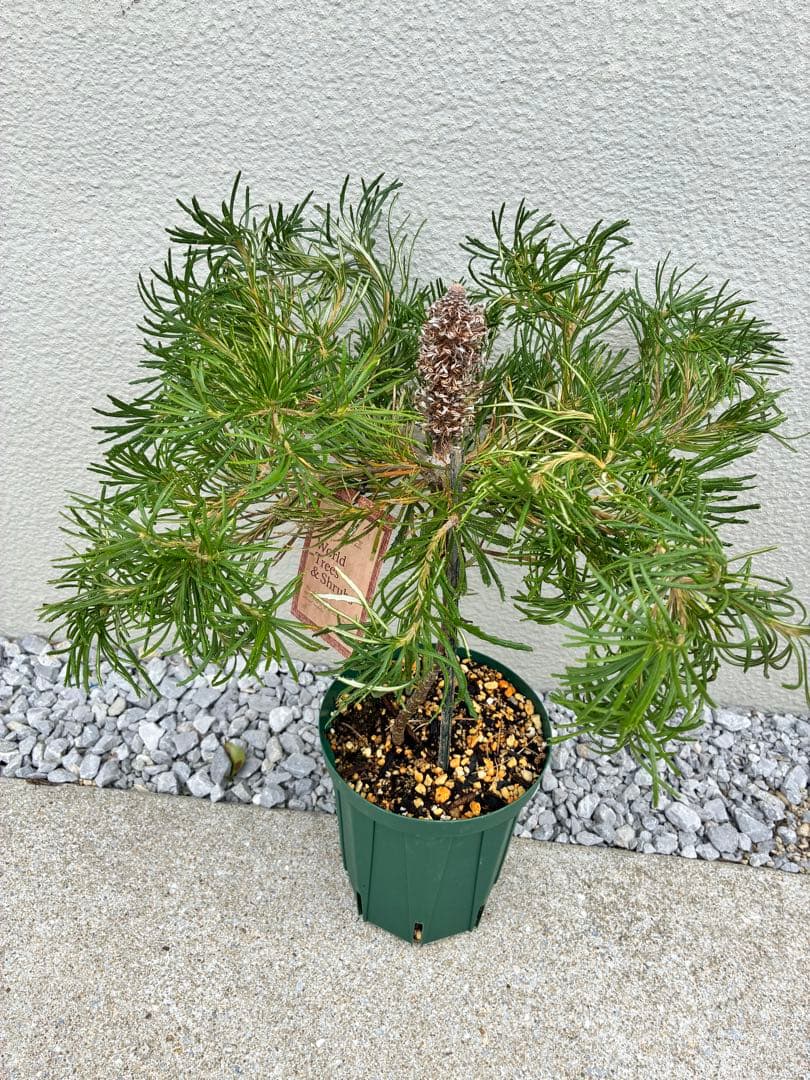 ★超希少★バンクシア バースデーキャンドル