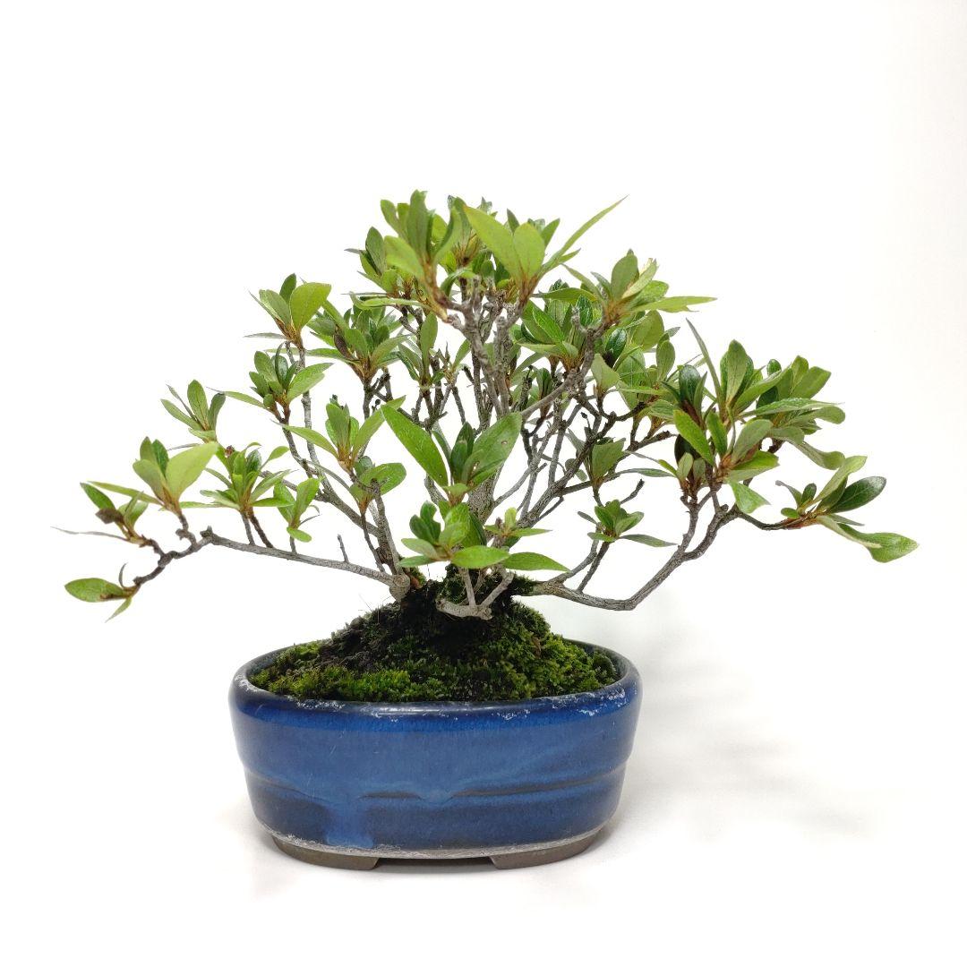 【Ysh_sugawara69】皐月（赤サツキ）盆栽 CS001
