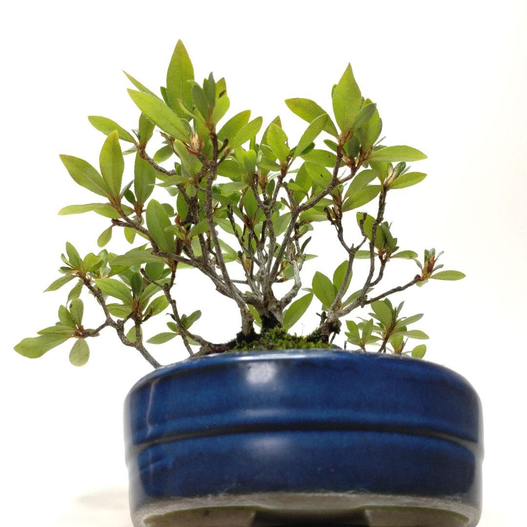 【Ysh_sugawara69】皐月（赤サツキ）盆栽 CS001