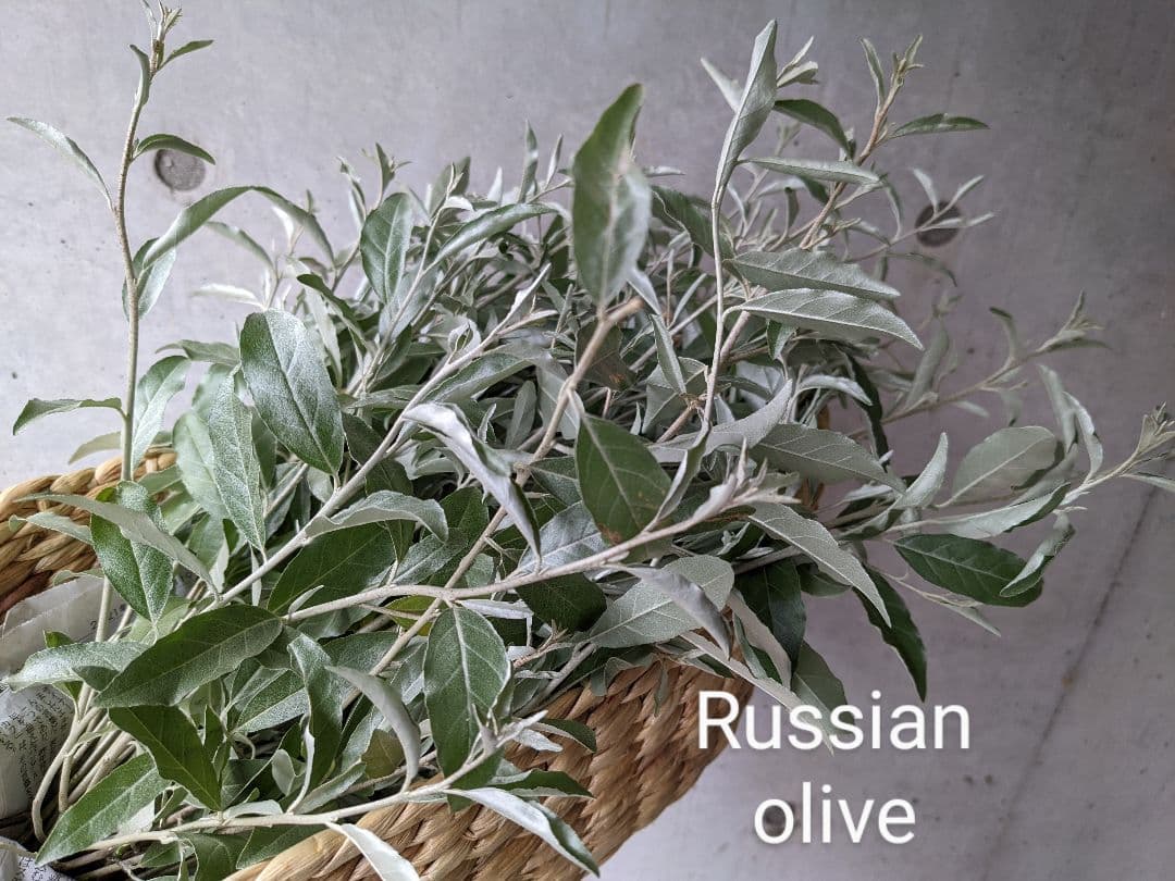 ❈ ロシアンオリーブ 挿し穂 ❈