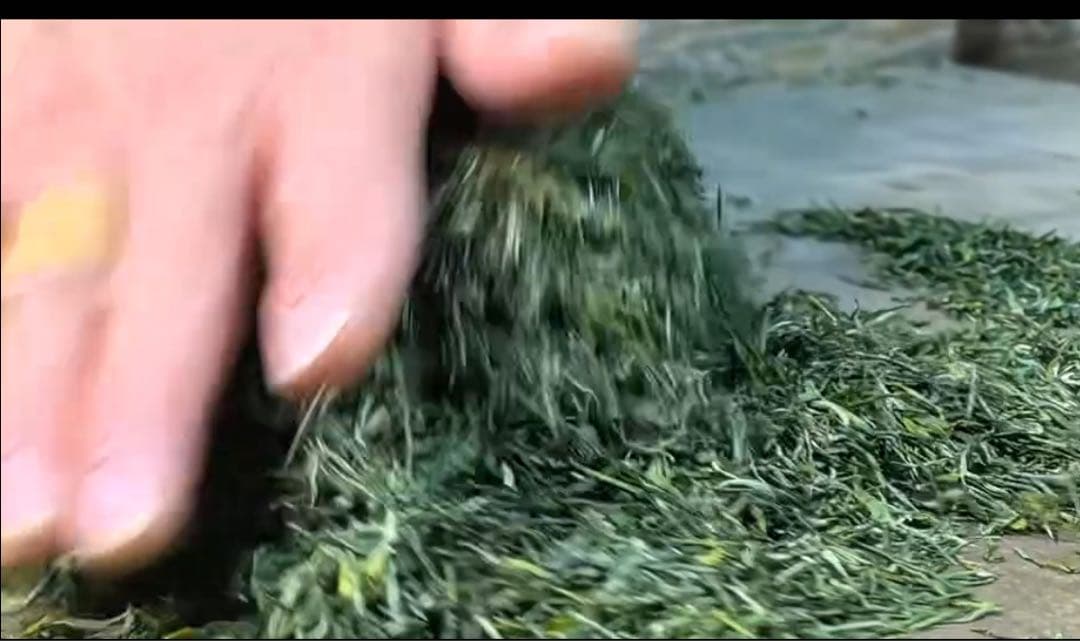 2025年　中国茶　緑茶　　恩施玉露 50g