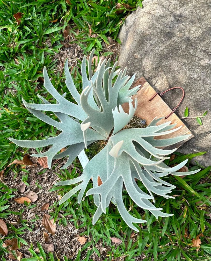 ビカクシダ P.Gabriel