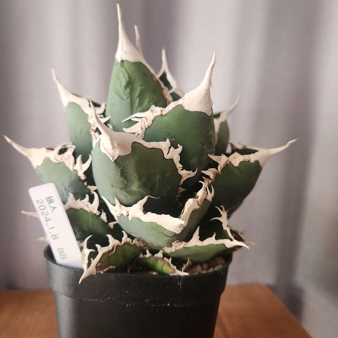 アガベ　狼人　大株