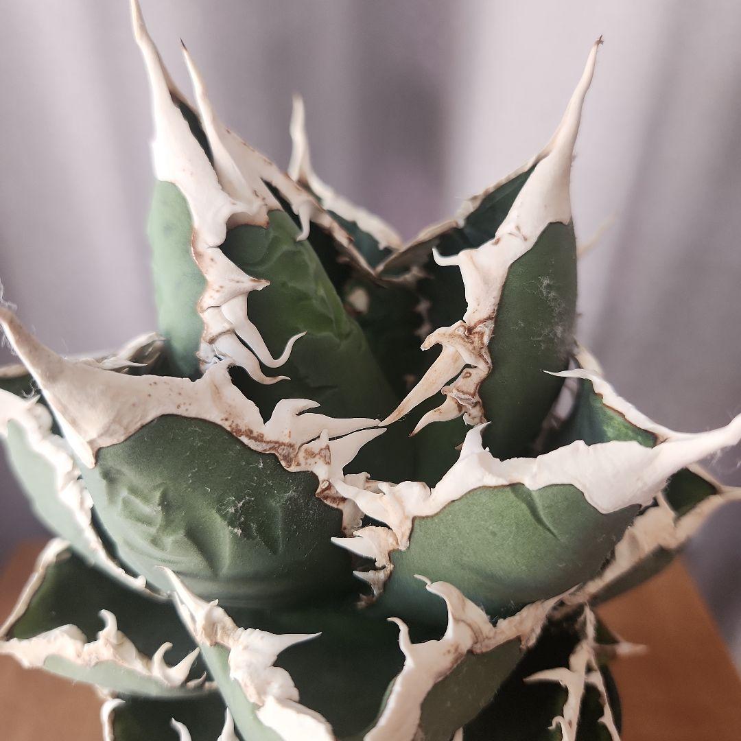 アガベ　狼人　大株