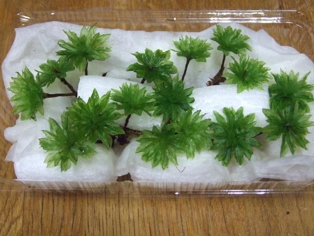 teru3コケ各種7.5パレット他カサゴケ15本2P、ホウオウゴケL 1P