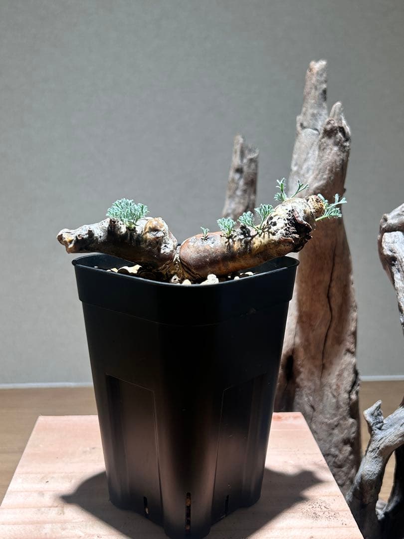 モンソニア　ムルチフィダ　A