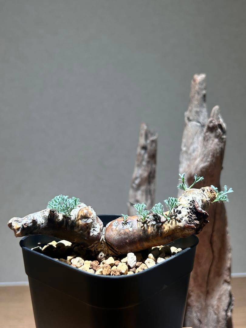 モンソニア　ムルチフィダ　A