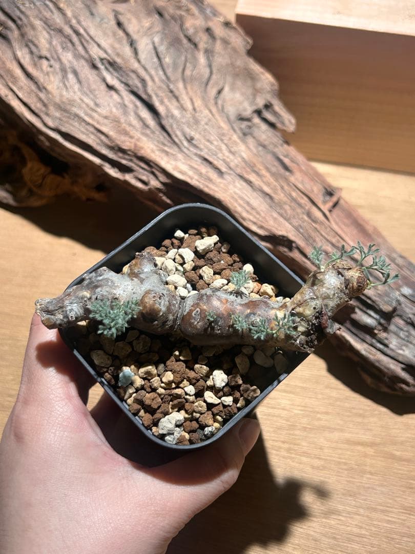 モンソニア　ムルチフィダ　A