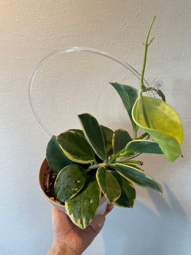 週末セール　レア　珍種　ホヤ　パキクラダ外斑入り　大苗