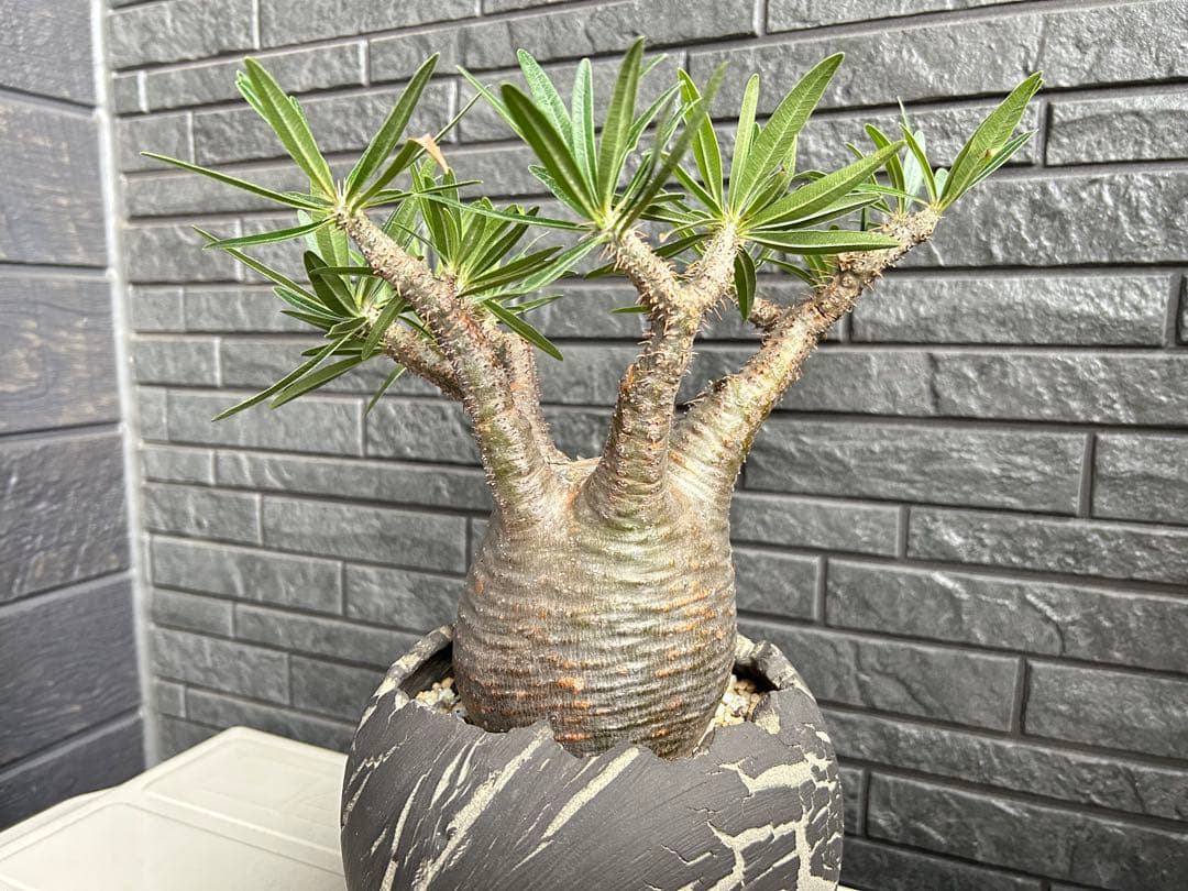 パキポディウム グラキリス【美株】鉢・受皿付き 現地株 現地球