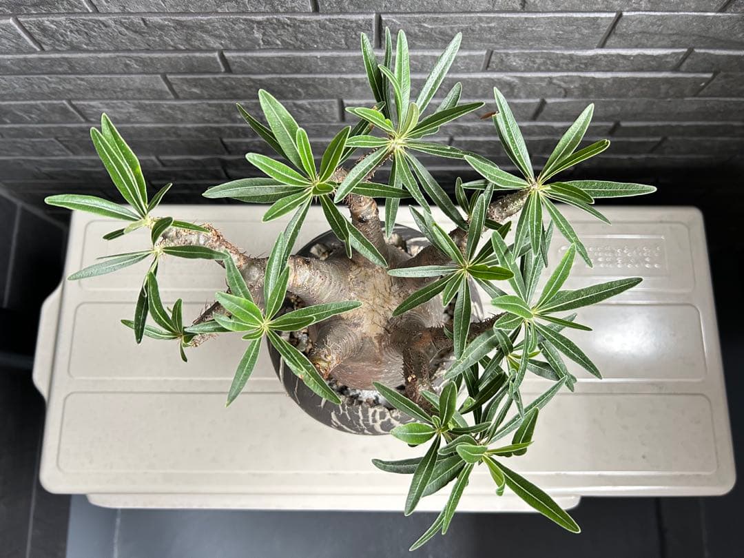 パキポディウム グラキリス【美株】鉢・受皿付き 現地株 現地球