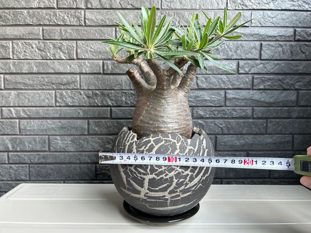 パキポディウム グラキリス【美株】鉢・受皿付き 現地株 現地球