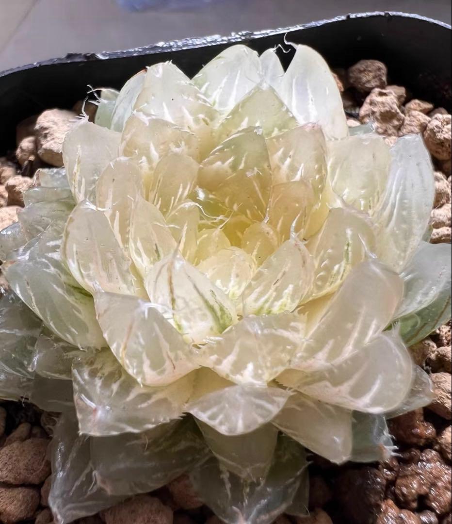 あ*ん様 多肉植物　ハオルチア　翠雲錦　フラワー型　糊斑　超美品