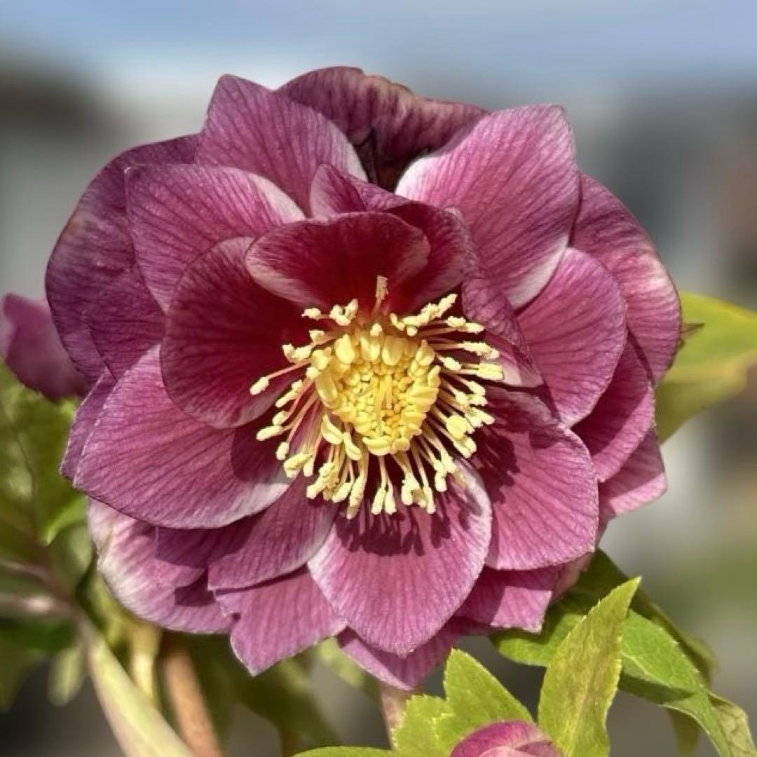 オーレア白抜けパープルピンク　広瀬園芸　クリスマスローズ　開花株　匿名発送　現品