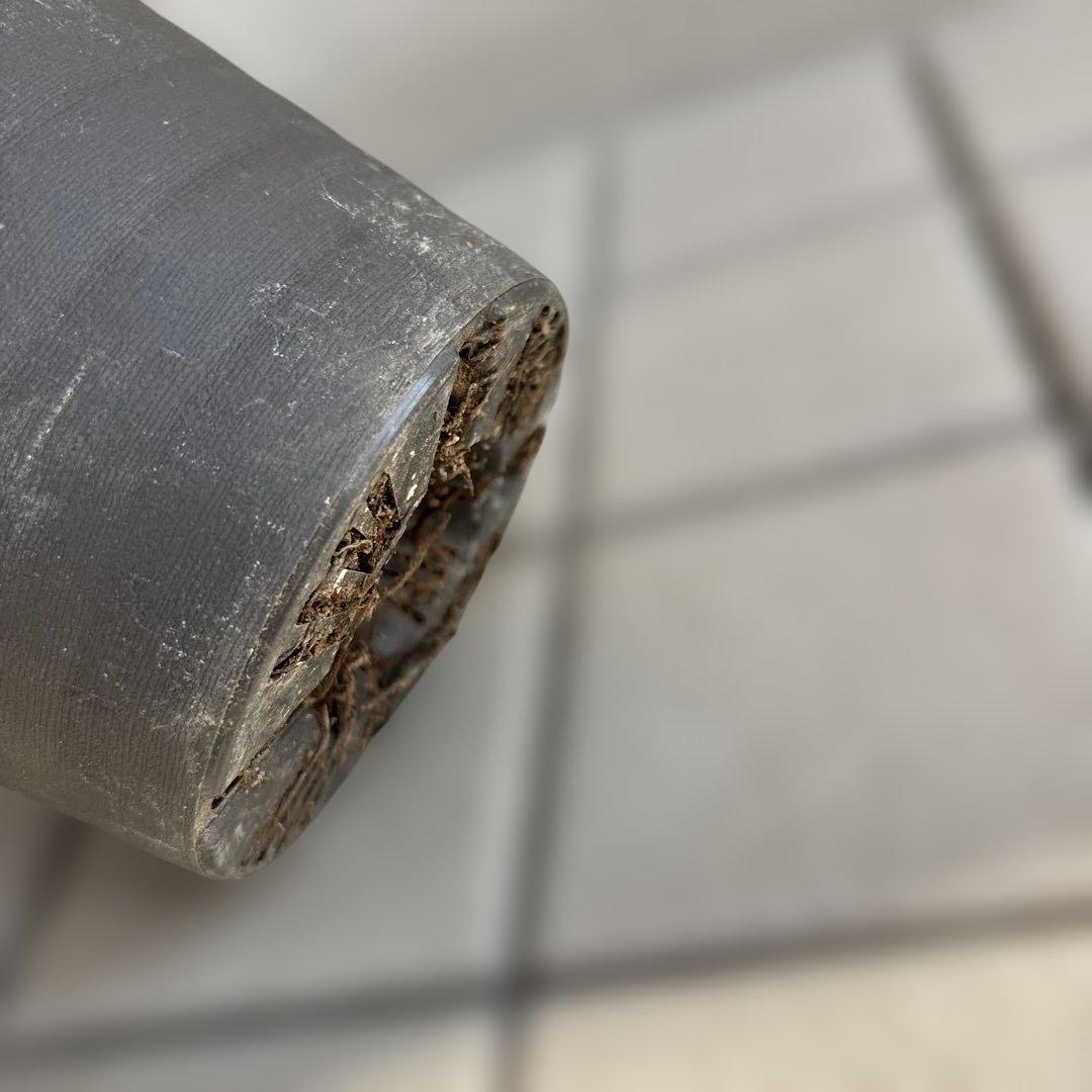 オーレア白抜けパープルピンク　広瀬園芸　クリスマスローズ　開花株　匿名発送　現品