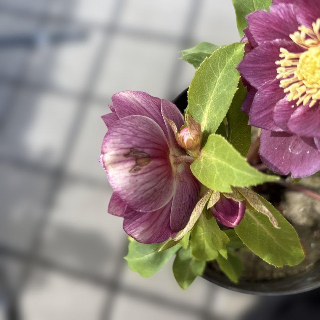 オーレア白抜けパープルピンク　広瀬園芸　クリスマスローズ　開花株　匿名発送　現品