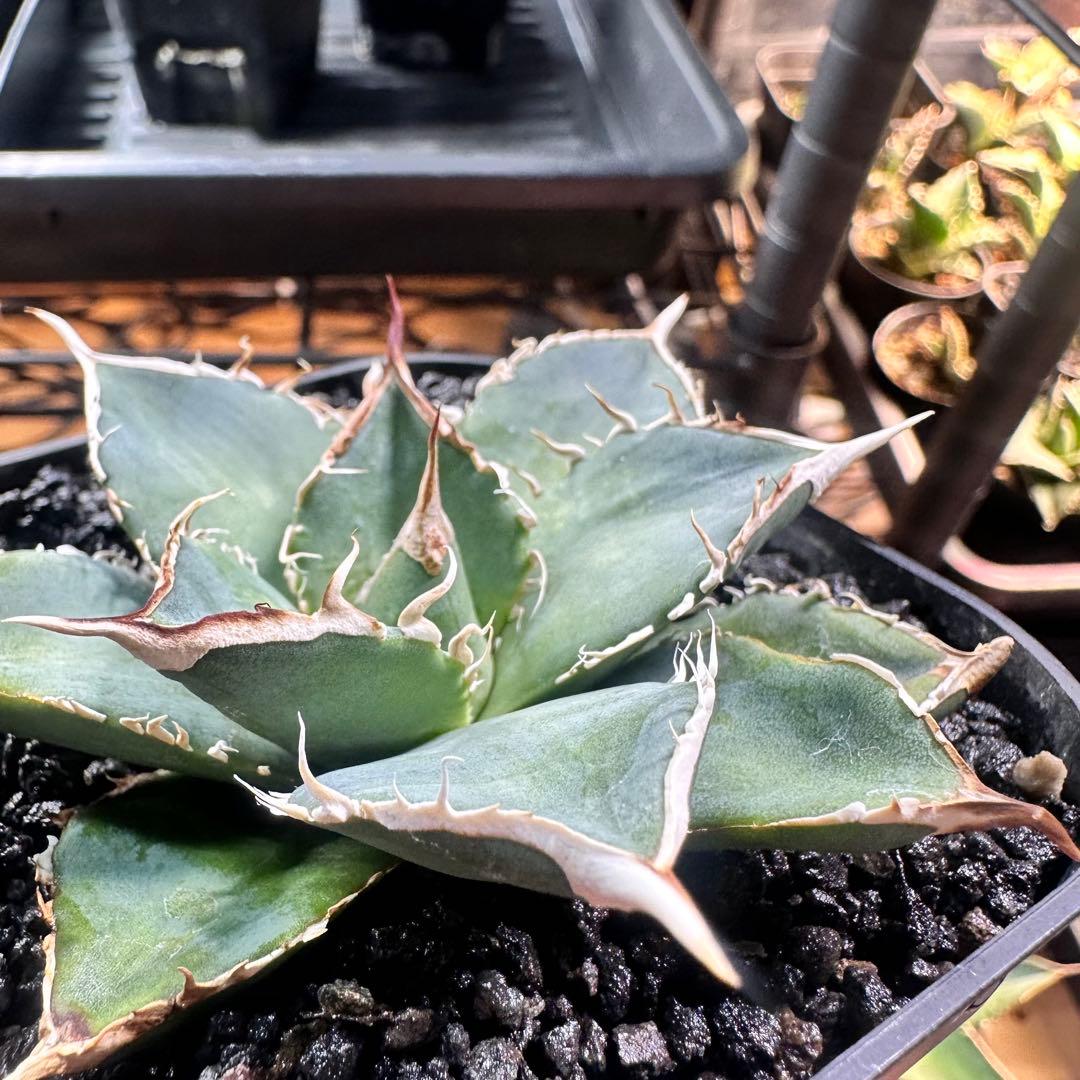 アガベ　オテロイ実生　白鋸歯