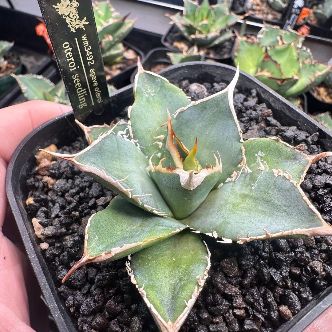 アガベ　オテロイ実生　白鋸歯