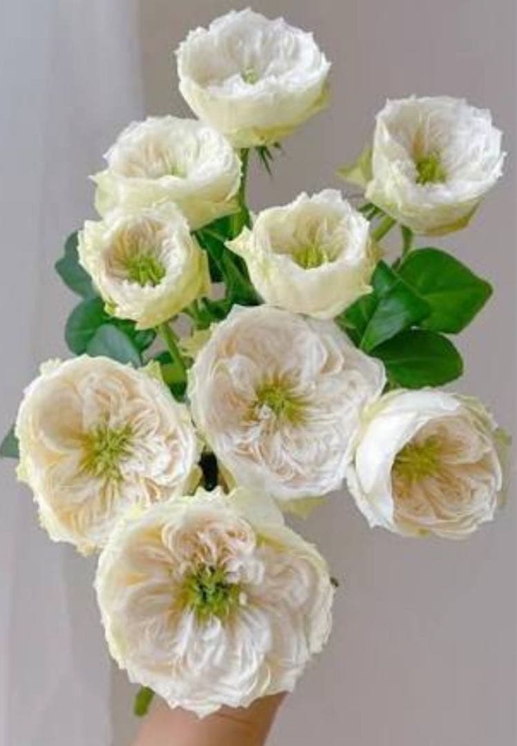 バラ苗　切りバラ苗　 Whib♡ Abb♡y Rose 苗