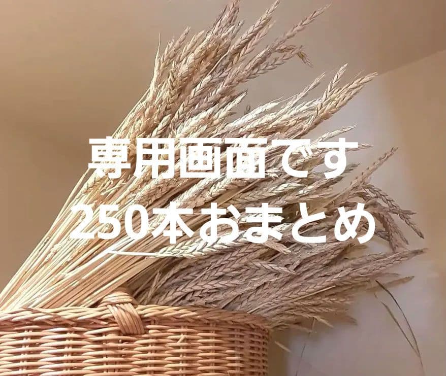 ドライフラワー素材❕スペルト小麦25本(^.^)自然栽培.:*:・'°☆