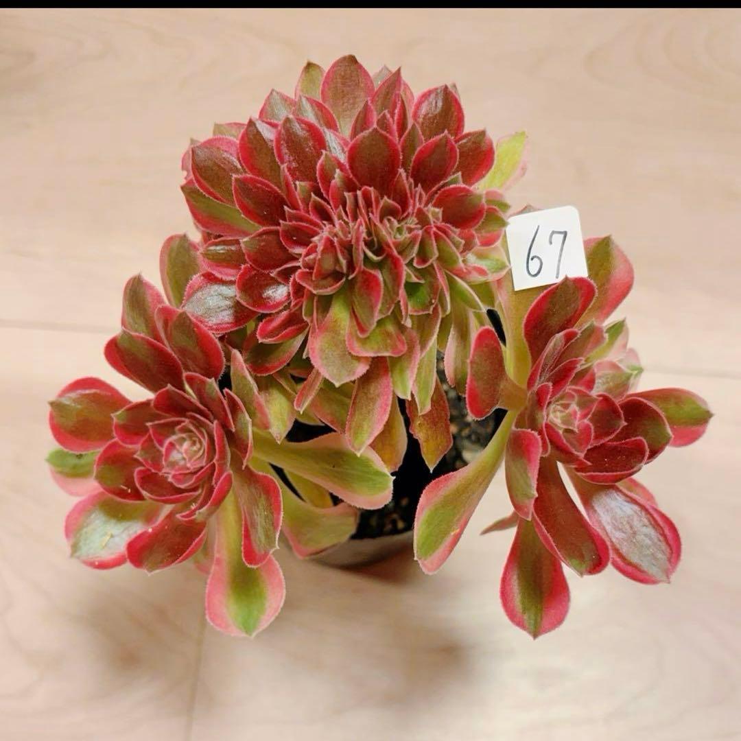 67#多肉植物アエオニウム錦❤️ピンクウィッチセッカ❤️16cm 拔き苗