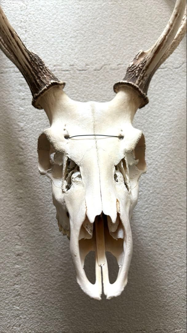 専用 スカル頭蓋骨　ハンティングトロフィー　剥製　はく製　エゾシカ　鹿角　角　鹿