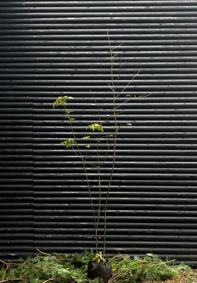 山採り天然　アオダモ　3本株立ち　81