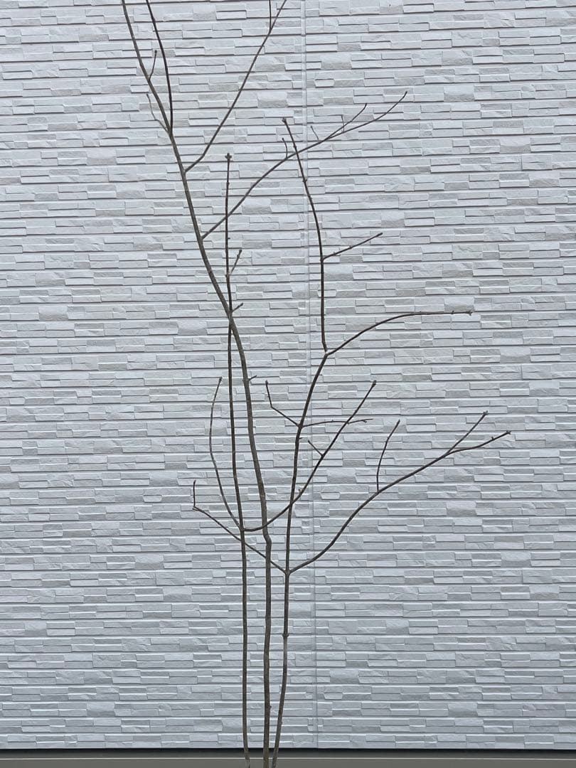 山採り天然　アオダモ　3本株立ち　81